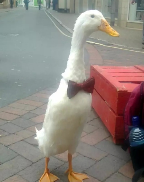 世界上真正的啤酒鸭,压马路混酒吧,喝醉了还跟狗打架