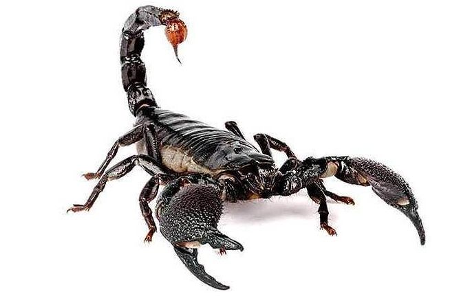 男子30年吃了一万多只蝎子, 医生给他检查身体后, 惊奇不已