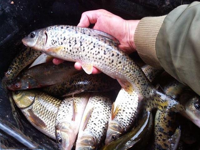 这种鱼个头不大全身布满花纹,野生的能值80元1斤,你钓过吗