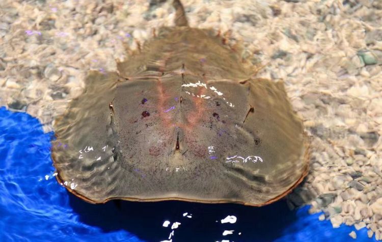 它被誉为"活化石",比恐龙出现还早,现在还存活于地球上