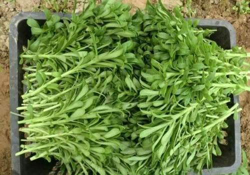 学名叫高钙菜,又叫养心草,费菜,土三七等.