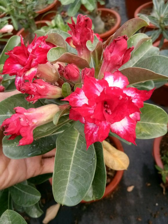 沙漠玫瑰越养越值钱冬天做好这2点小树杈也能养成老桩树