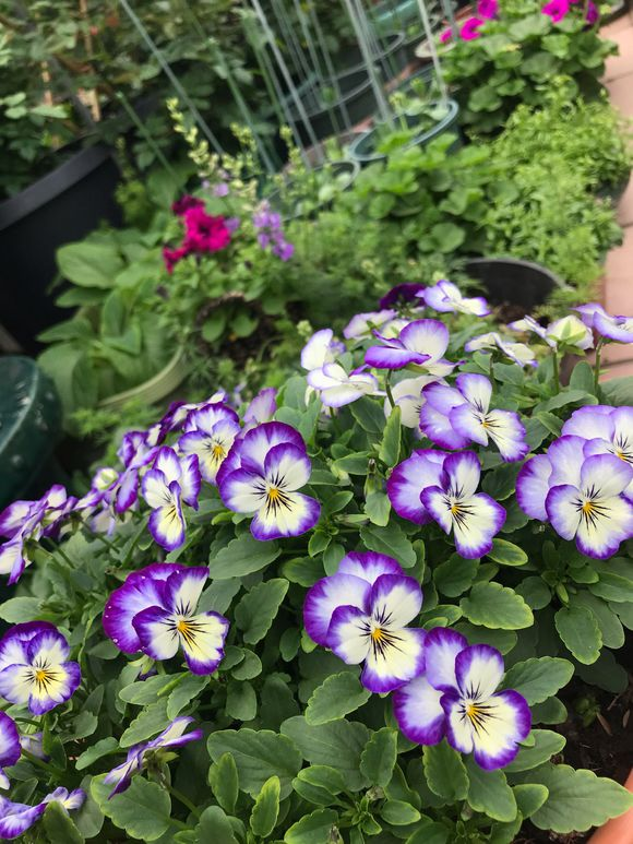 开满花盆了,一种花开三个色,像盆"棉花糖"|三色堇|花盆|花土_新浪新闻