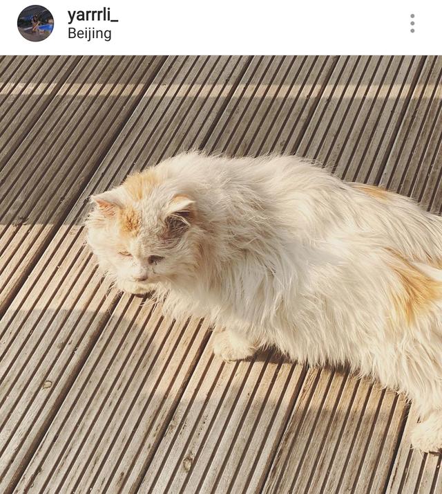 李嫣冬至晒自拍吃甜点，穿荧光绿大衣手托下巴，自嘲回国后变圆润