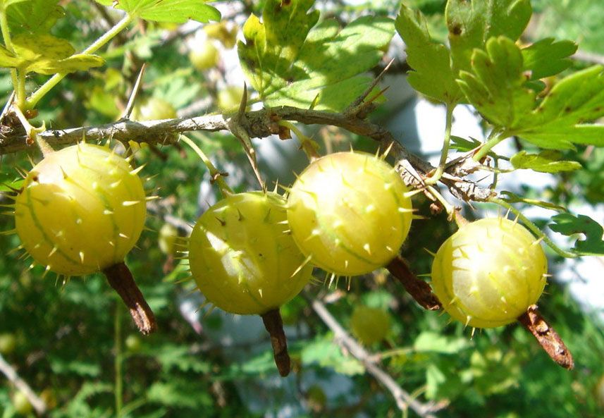 刺梨是一种很好的水果,它对于清肺润肺具有非常好的效果,将刺梨晒干后