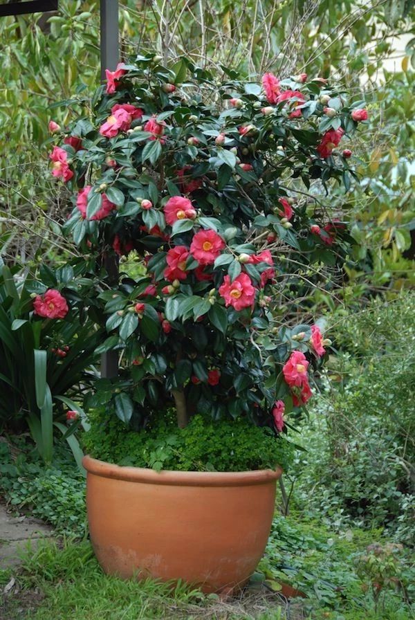 养茶花的时候这几点不注意,想要年年开花就很难