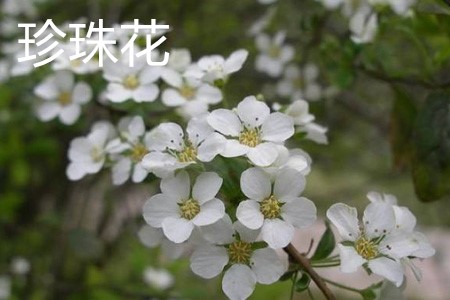 怎么辨别珍珠花的方法