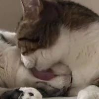 为何猫吃鱼从来不怕卡刺?画面放慢100倍后?解