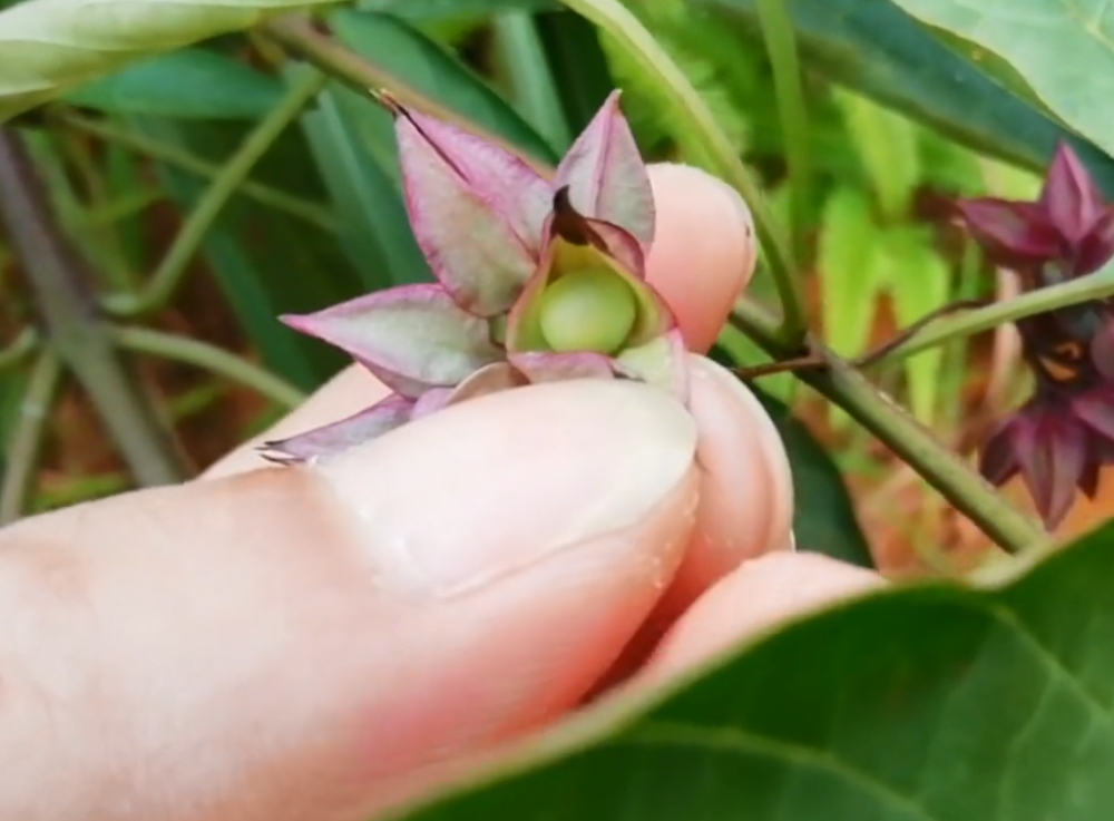 其实这鬼灯笼又叫做灯笼草,白花灯笼,苦灯笼等,在农村也是随处可见的