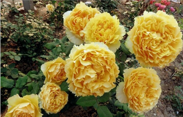 月季阳光笑容,仿佛阳光般温暖,花朵似笑脸,养一株心情都会变好