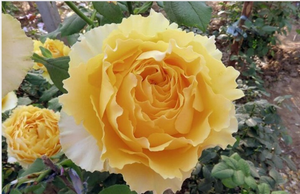 月季阳光笑容,仿佛阳光般温暖,花朵似笑脸,养一株心情都会变好