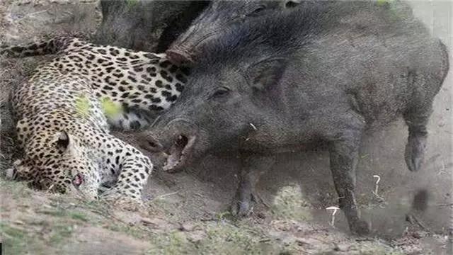 农村老常说"一猪二熊三老虎",这野猪到底有多凶残?