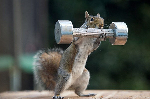 小松鼠轻松举起两公斤哑铃,认真模样让网友直呼萌翻了!