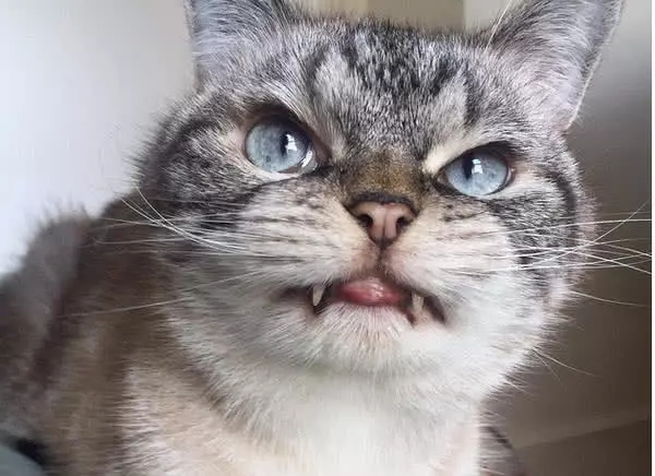 猫咪主人睡觉,偷偷伸出锋利的"爪子",下一秒的动作出乎意料