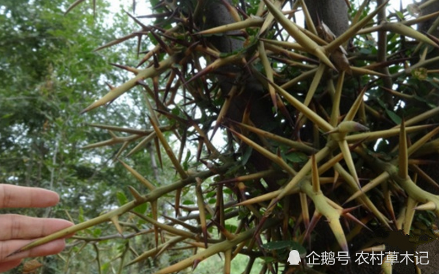 它的"刺",的确很珍贵,100元一斤,请别随意摘掉|倒刺|皂荚|植物_新浪
