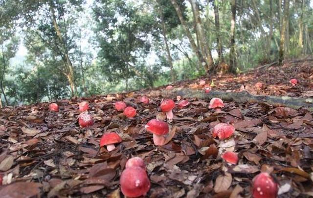 红菇|蘑菇|口感_新浪新闻