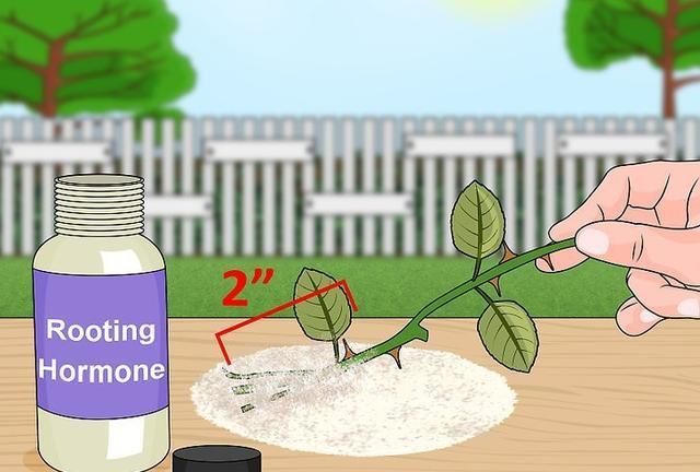 月季扦插详细图文教程,快速生根不黑杆,轻松繁殖不花钱