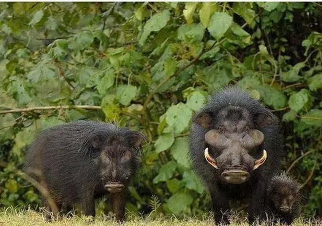农村老常说"一猪二熊三老虎",这野猪到底有多凶残?