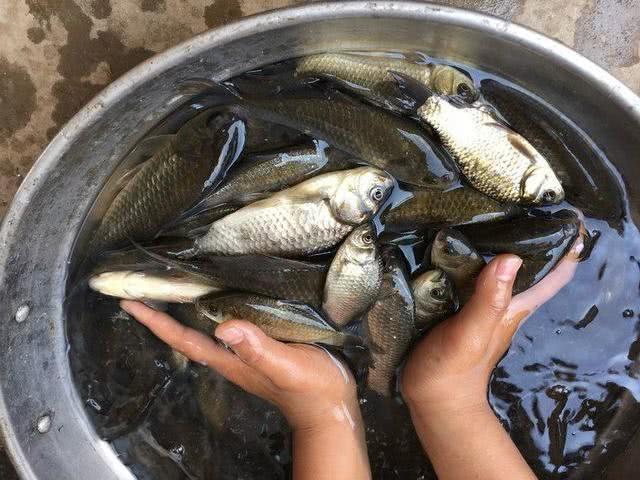 野钓的黄金时节已经来临,渔获是最好的证明,各位钓友羡慕吗?