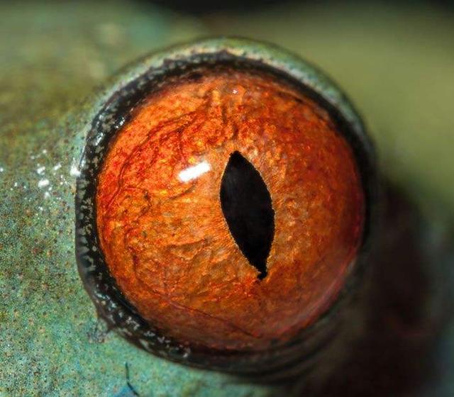 如果生命能重新进化,那么智人或其他的古人类会再次出现吗?