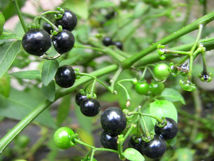 乡下一随处可见的"紫果",人们曾熟视无睹,如而今价值昂贵