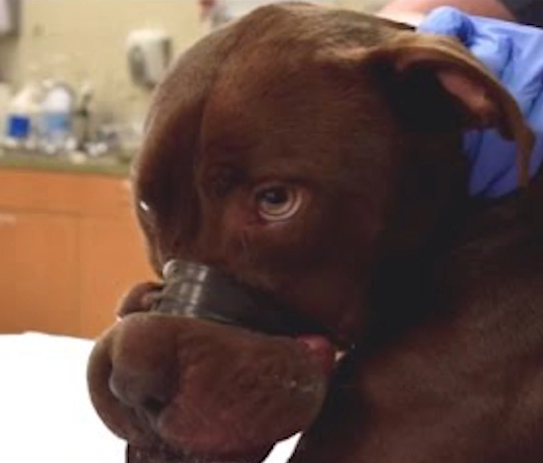 流浪狗被人用胶带绑住嘴,好心人解开胶带,情绪瞬间失控