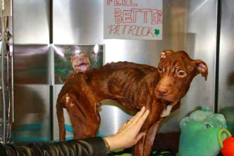 垃圾桶中发现一只瘦成"干尸"的狗狗,现在它的样子让人直呼奇迹