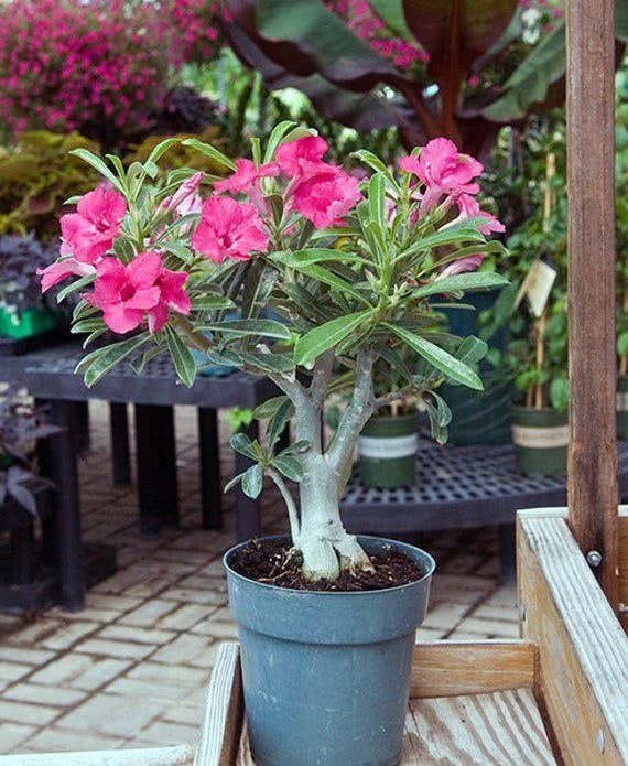 沙漠玫瑰在非洲能长5米高养盆里仅10多厘米依旧可开花