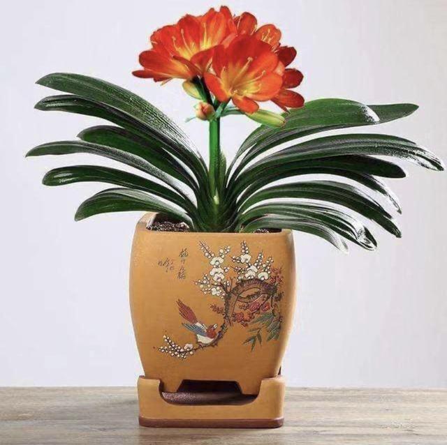 如何养护能让君子兰疯长?掌握3个小秘密,植株蹭蹭长个不停