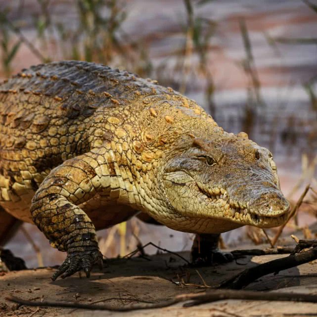 快过大部分人,一般见不到,是因为没必要也懒得跑|鳄鱼|奔跑|猎物_新浪