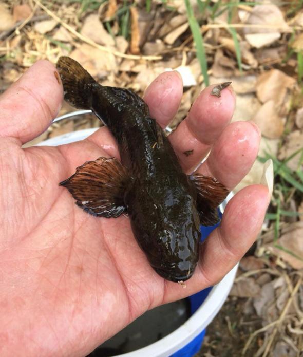 河道无数小黑鱼群聚,肉质鲜嫩,营养丰富,却没人敢吃
