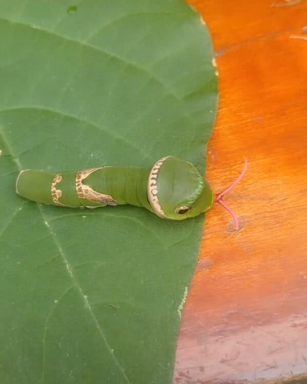 一只虫子露出触头,呆萌像糖宝,让人忍不住用手抚摸