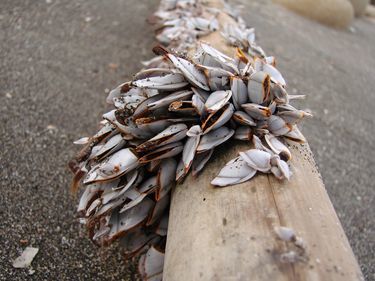 不过不得不说鹅颈藤壶虽然长相恶心但却是不可多得的美味,这个女孩