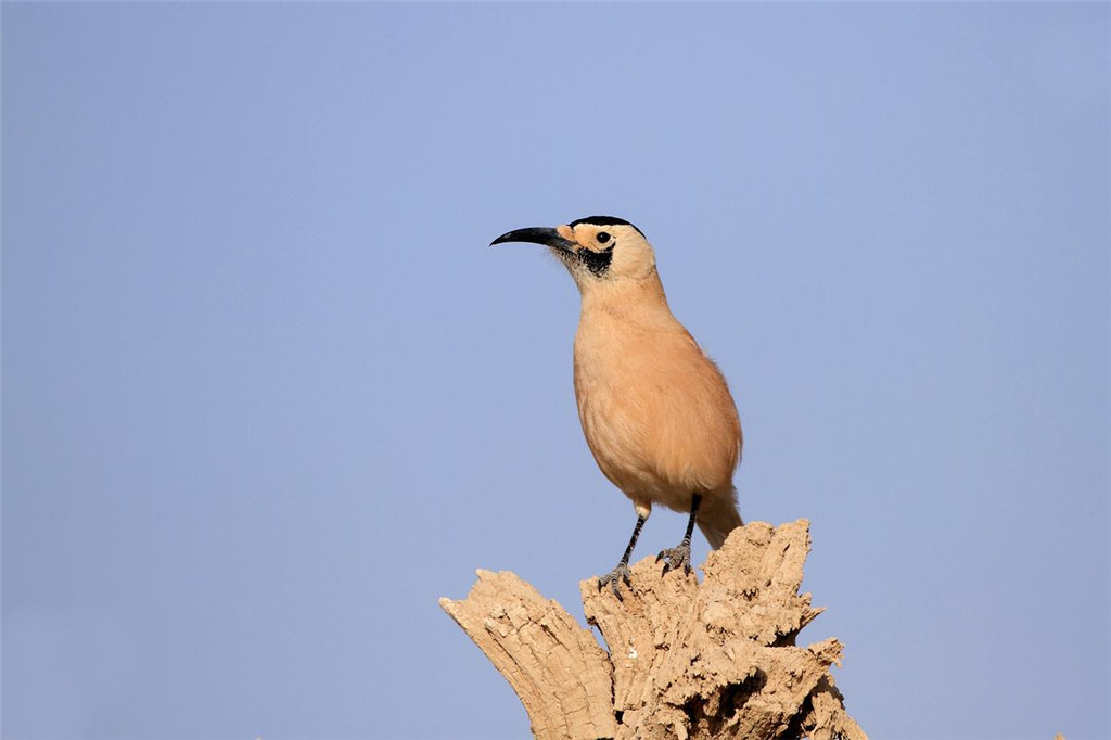 塔克拉玛干出现濒危动物鼻孔长毛不怕风沙喜欢将食物藏在沙里
