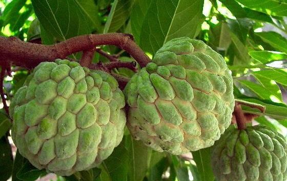 它是正宗的热带水果,产量高市场行情好,可农民表示不敢种植