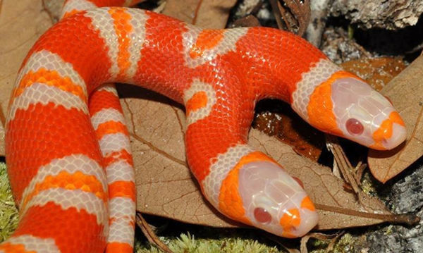 男子在野外发现橘色双头蛇,坚信能带来好运,有人出30万都不卖