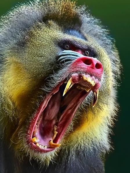 以小群落的方式生活,非常团结的它们还有相当高的智商,就和狒狒差不多