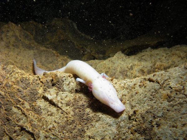 男子野外发现像龙一样的生物,了解过后让人感到无比惊奇