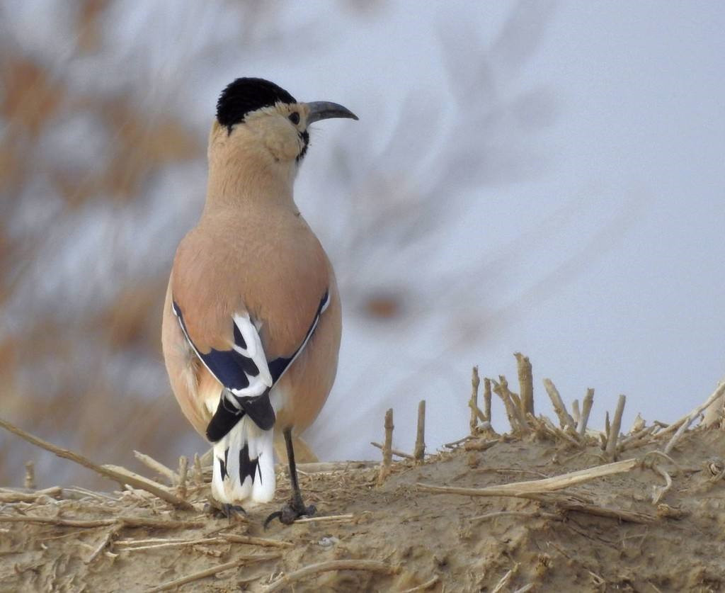 塔克拉玛干出现濒危动物鼻孔长毛不怕风沙喜欢将食物藏在沙里