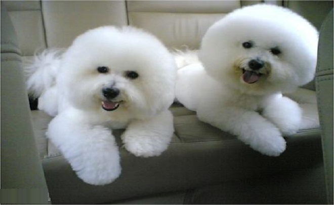 想在博美犬和比熊犬中选择一个,真的好困难