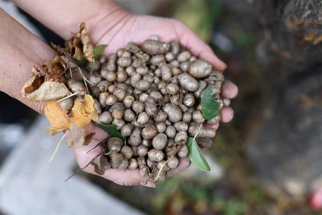 河南农村这种山药蛋,吃着香糯面甜,很多人误以为它是土豆