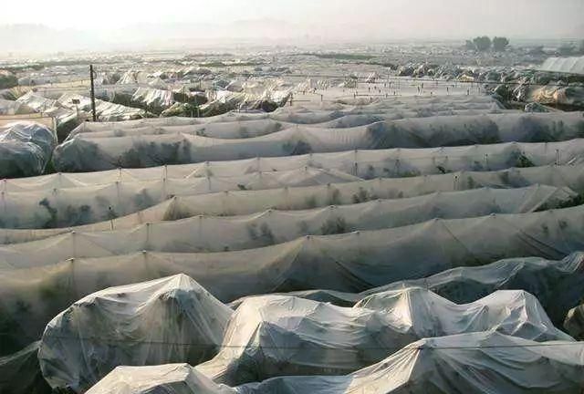 晚熟柑橘怕寒怎么办,盖膜来凑!这些盖膜的要点你知道吗?