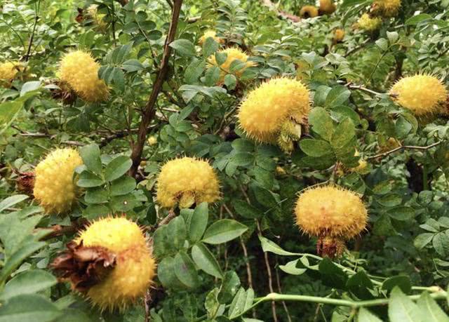 1种小黄果被称为木梨子果子上有小刺甚是珍贵