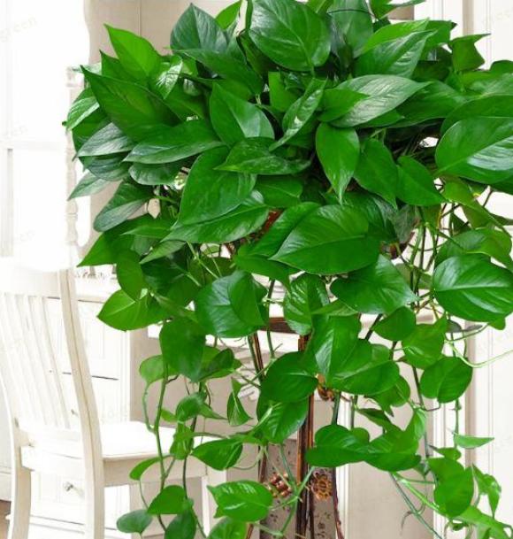 淘米水不要倒掉,简单一处理浇绿萝,既能省钱又能增添肥效