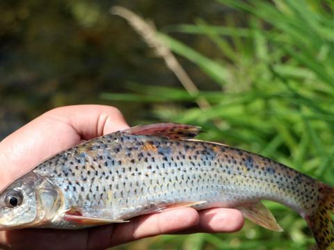 上海朱家角有一种鱼叫"花骨鱼"肉质细嫩,没有一点土腥味