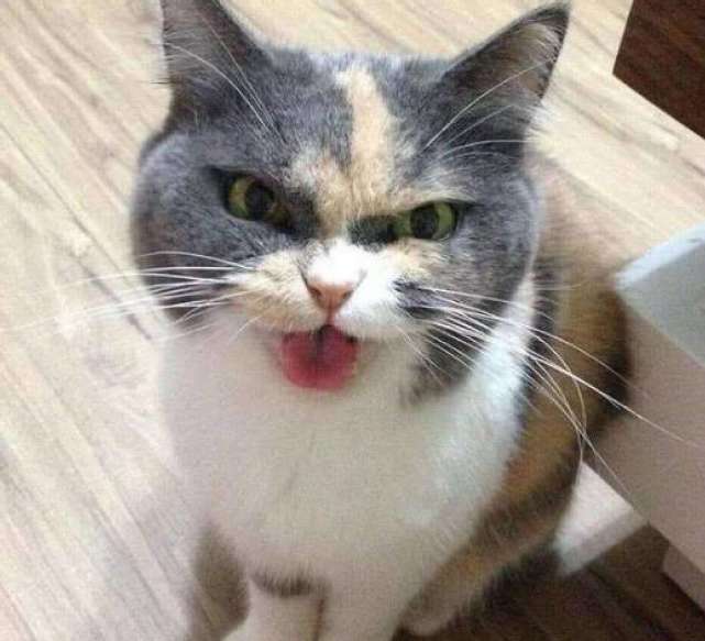 猫主子被独自留在家里7天,再见到铲屎官时,眼神充满了杀气