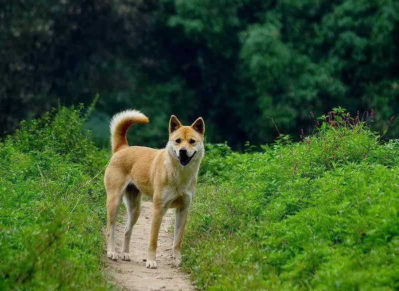 明明聪明又懂事,请给田园犬多一些包容