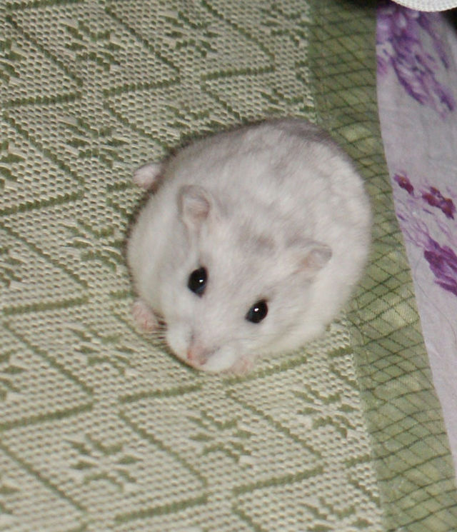 生肖猴——仓鼠生肖羊——波斯猫生肖马——泰迪犬生肖蛇——绿鬣蜥