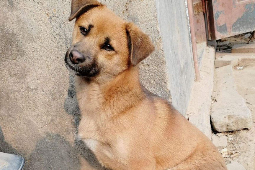 明明聪明又懂事,请给田园犬多一些包容|田园|狗狗|宠物狗_新浪新闻