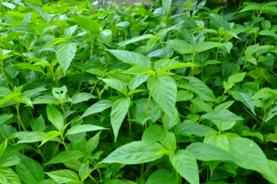 它在广州一带属于最贵的野菜,认识的人争着买,不认识的人当成草